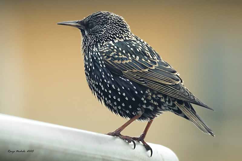 Storno - Sturnus vulgaris